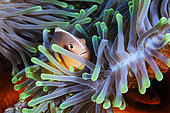 Skunk Clownfish (Amphiprion akallopisos) in Sea Anemone, Mayotte, Indian Ocean