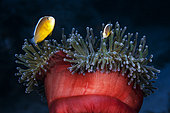 Skunk Clownfish (Amphiprion akallopisos) and Sea Anemone, Mayotte, Indian Ocean