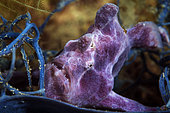Commerson frog Fish (Antennarius commerson) in the reef, Mayotte, Indian Ocean