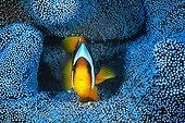 Madagascar Anemonefish (Amphiprion latifasciatus) in its blue anemone, Mayotte, Indian Ocean