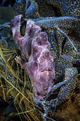 Commerson frog Fish (Antennarius commerson) in the reef, Mayotte, Indian Ocean
