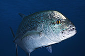 Bluefin trevally (Caranx melampygus), Reunion Island, Indian Ocean