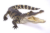 Siamese crocodile (Crocodylus siamensis) on white background