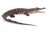 Nile crocodile (Crocodylus niloticus) on white background