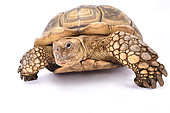 African spurred tortoise (Centrochelys sulcata) on white background