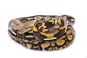 Reticulated python (Malayopython reticulatus) on white background