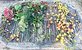 Materials for autum flora decoration with Physalis, Hydrangea, Aster and Crataegus