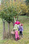 Children harvesting apples in a garden