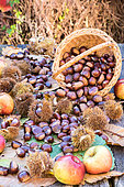 Sweet Chestnuts and apples, Moselle, France