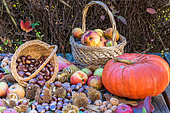 Automn harvest still life with Sweet chestnuts, Apples and Pumpkin, Moselle, France