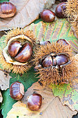 Sweet Chestnuts, Moselle, France