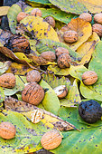 Walnuts (Juglans regia) and autumn leaves