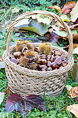 Basket of Sweet Chestnuts, Moselle, France