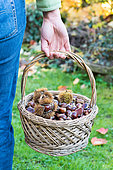 Woman holding a basket of Sweet Chestnuts, Moselle, France