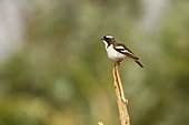 White-browed Sparrow-weaver (Plocepasser mahali), Samburu, Kenya