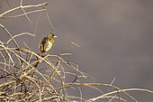 D'Arnaud's Barbet (Trachyphonus darnaudii), Samburu, Kenya