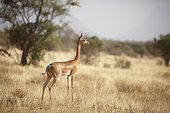 Gerenuk (Litocranius walleri), Samburu, Kenya