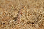 Unstriped ground squirrel (Xerus rutilus), Samburu, Kenya