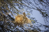 White-browed sparrow-weaver (Plocepasser mahali) in nest, Samburu, Kenya