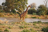 Lionne (Panthera leo) chassant une girafe réticulée (Giraffa c. reticulata), Samburu, Kenya