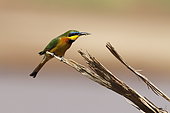 Little bee-eater (Merops pusillus), Samburu, Kenya