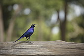 Stuhlmann's starling (Poeoptera stuhlmanni), Maasai Mara, Kenya
