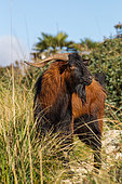Chèvre Sauvage de Majorque (Capra aegagrus), Serra de Tramuntana, Mallorca, Espagne