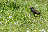 Common Starling (Sturnus vulgaris) on shore hunting ground, Geneva, Switzerland