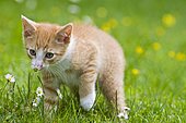 European shorthair cat in a flowering meadow