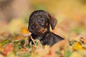 Dachshund (Canis lupus familiaris) puppy lying in Autumn foliage, Germany, Europe