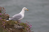 Herring gull (Larus argentatus) Gull amongst flowers, Scotland, Spring