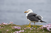 Lesser black-backed gull (Larus fuscus) Gull amongst thrift, Shetland, Spring