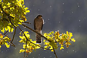 Sparrowhawk (Accipiter nisus) Male perched in an oak tree, Autumn, England