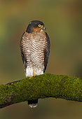 Sparrowhawk (Accipiter nisus) Male perched on a mossy branch, Autumn, England