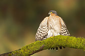 Sparrowhawk (Accipiter nisus) Male perched on a mossy branch and sunbathing, Autumn, England