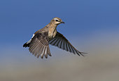 Wheatear (Oenanthe oenanthe) Bird hovering and looking for food, Shetland, Spring