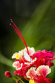 Cornelian (Deudorix epijarbas) on Pride of Barbados (Caesalpinia pulcherrima), Hienghène, Northern Province, New Caledonia