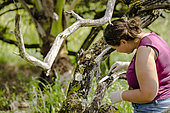 Camille Pasquet (doctoral student at the University of New Caledonia) takes a lichen that will serve as a bio-indicator. Study of the impact of the exploitation of Nickel. North Province, New Caledonia