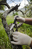 Collection of lichens which will then be analyzed as bioindicators. Study of the impact of the exploitation of Nickel. North Province, New Caledonia