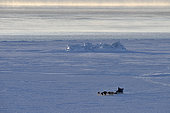 Inuit hunters coming back from bear hunt, february, Igterajivit distrcit, East Greenland