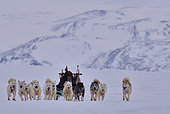 Professional hunters going on a bear hunt, february, Igterajivit distrcit, East Greenland