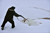 Polar bear hunt, february, Igterajivit district, East Greenland