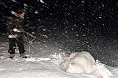 Polar bear hunt in the polar night, february, Igterajivit district, East Greenland