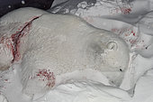Killed polar bear (Ursus maritimus). Igterajivit district in February. Eastern Greenland