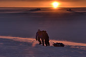 Hunters pulling bear meat in a sledge. Igterajivit district in February, eastern Greenland