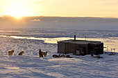 Hut and dog team in Unarteq, Greenland, February 2016