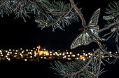 Spanish moon moth (Actias isabellae) on a pine branch in front of the lights of a village in the Sierra de Albarracin, Aragon, Spain