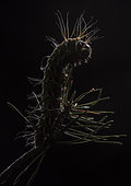 Spanish moon moth (Actias isabellae) eating pine needles