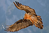 King of the mountain. Bearder Vulture (Gypaetus barbatus) arising, Pyrenees, Aragon, Spain