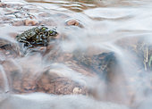 Pair of Natterjack toad (Epidalea calamita) tring to cross a stream while mating.